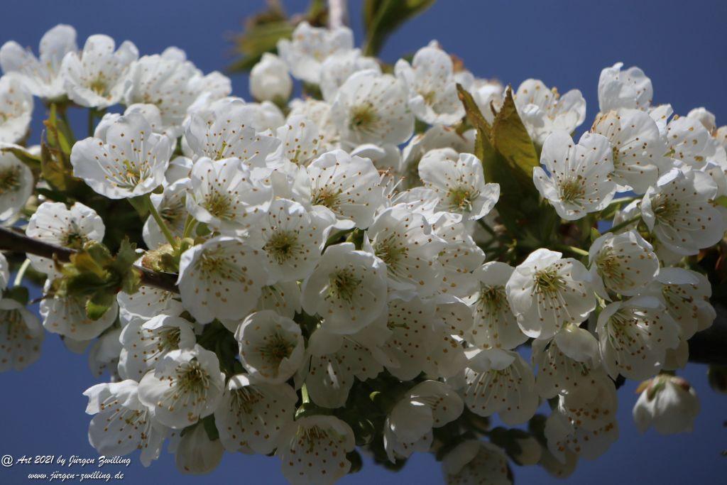 Pflaumenblüte - Mainz Finthen - Rheinhessen