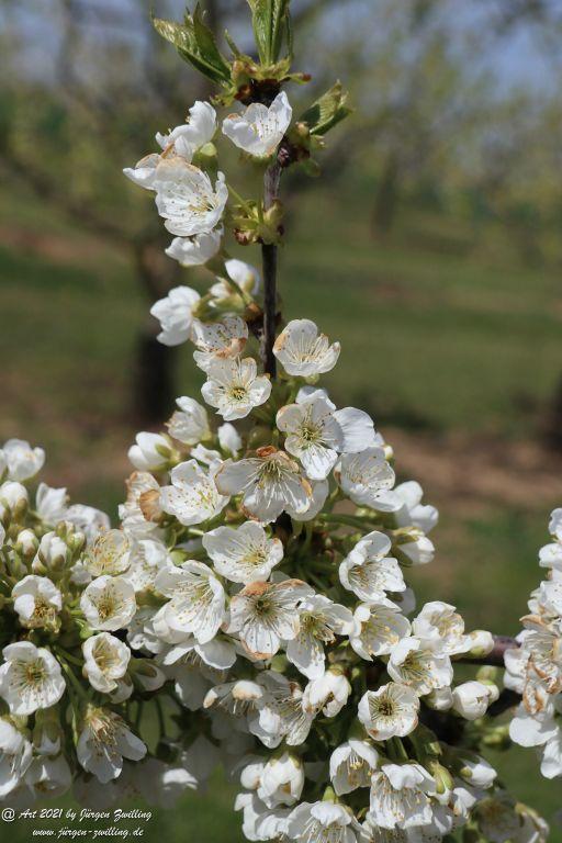 Pflaumenblüte  - Mainz Finthen - Rheinhessen