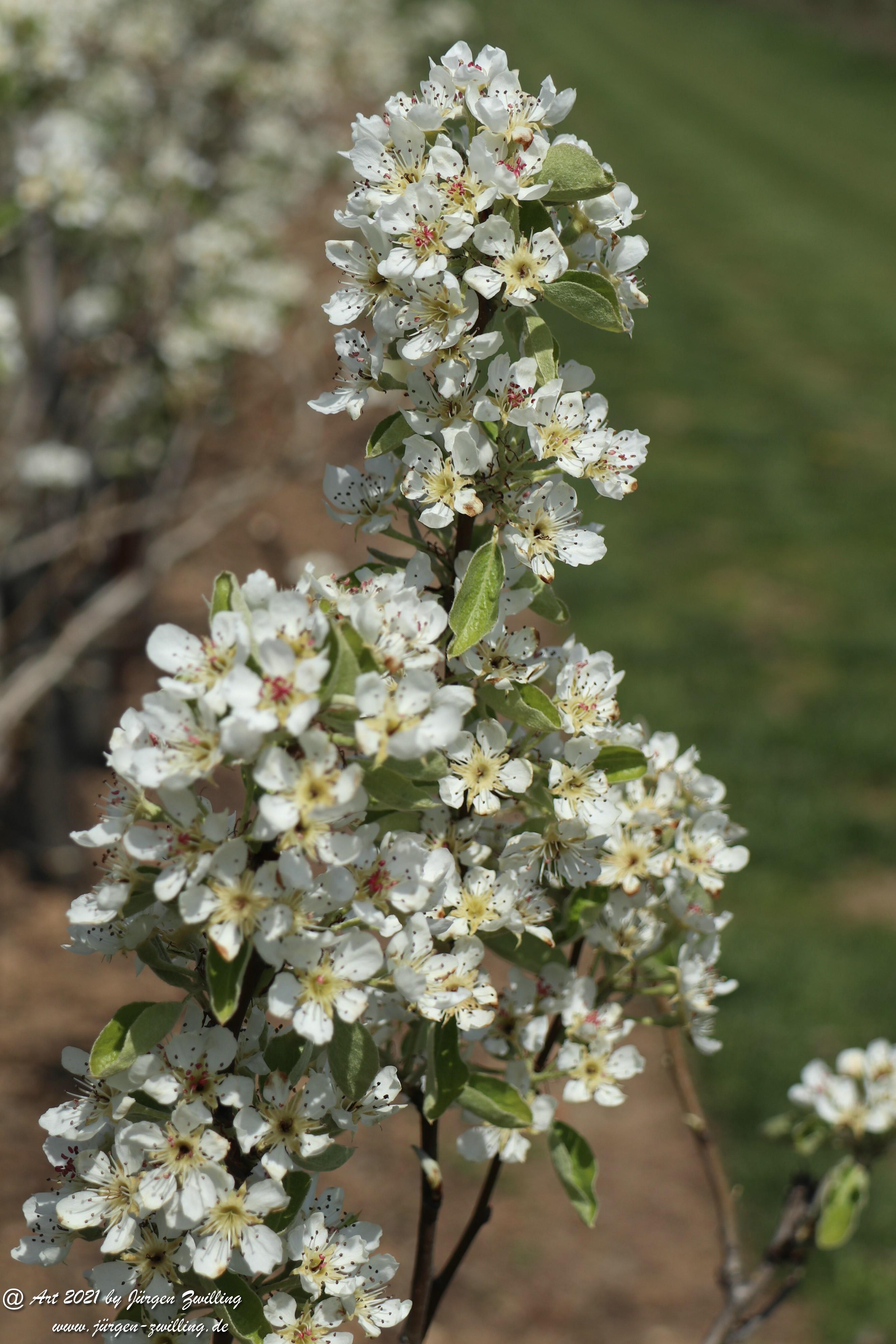 Birnbaumblüte 8