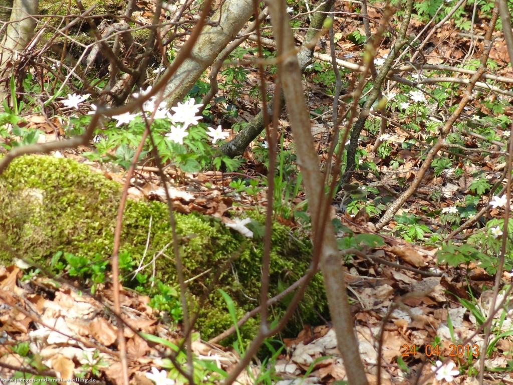 Philosophische Bildwanderung Traufgang-Schlossfelsenpfad