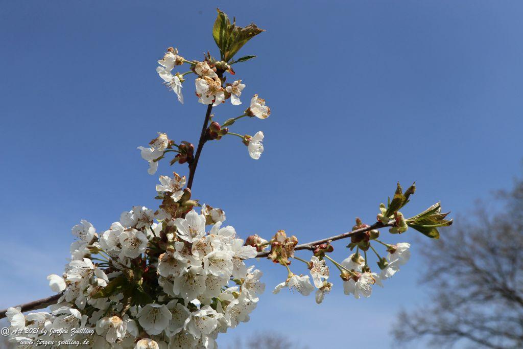 Kirschbaumblüte - Mainz Finthen - Rheinhessen
