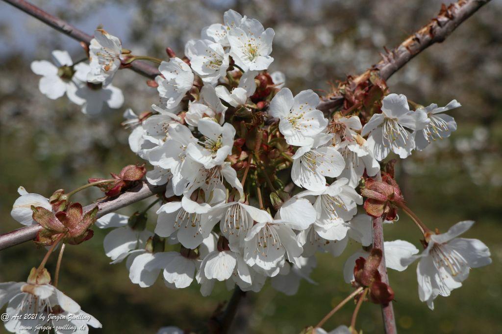 Kirschbaumblüte - Mainz Finthen - Rheinhessen