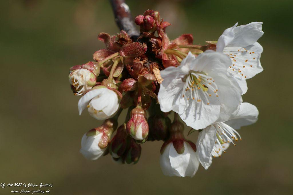 Kirschbaumblüte - Mainz Finthen - Rheinhessen