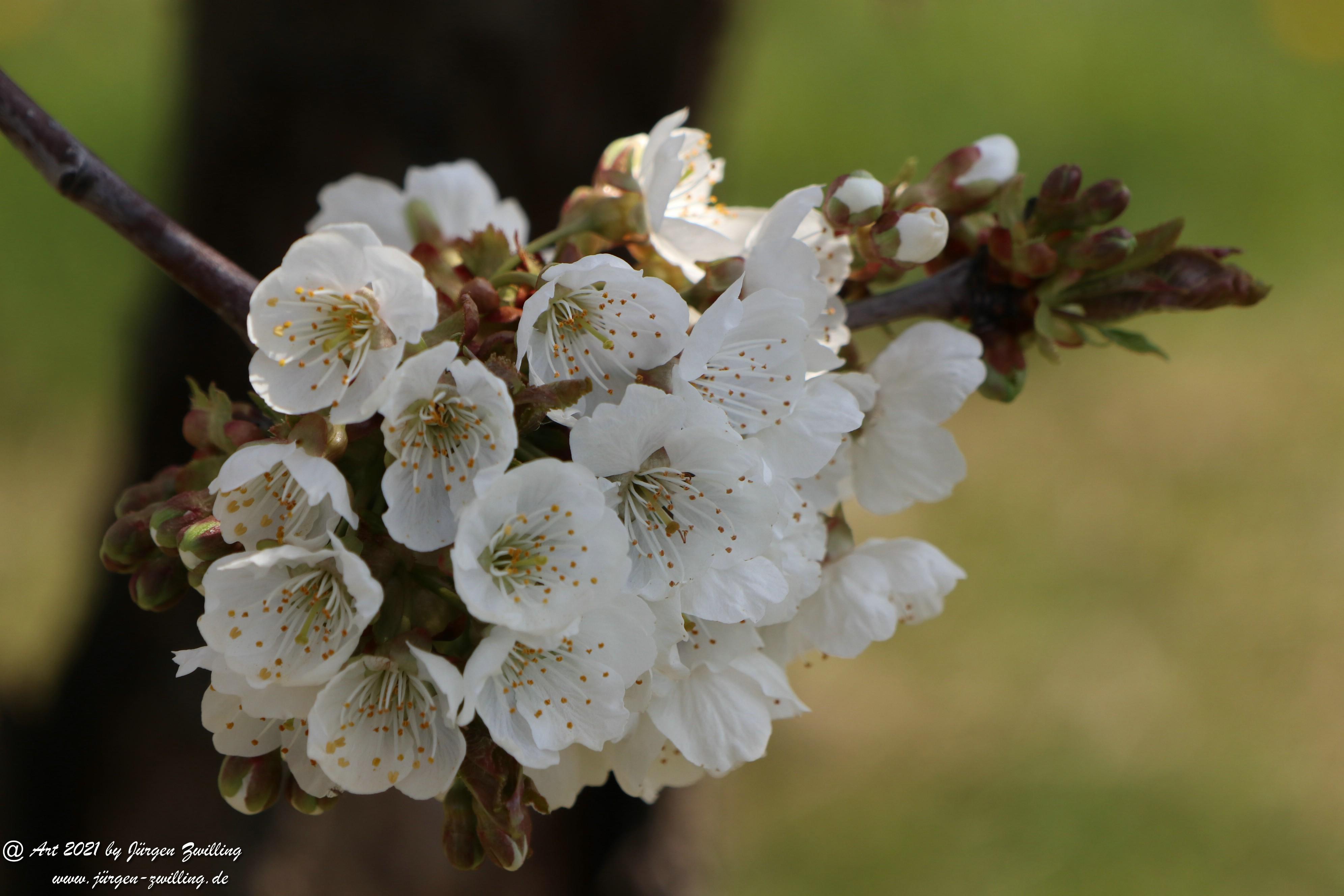 Kirschbaumblüte 12 