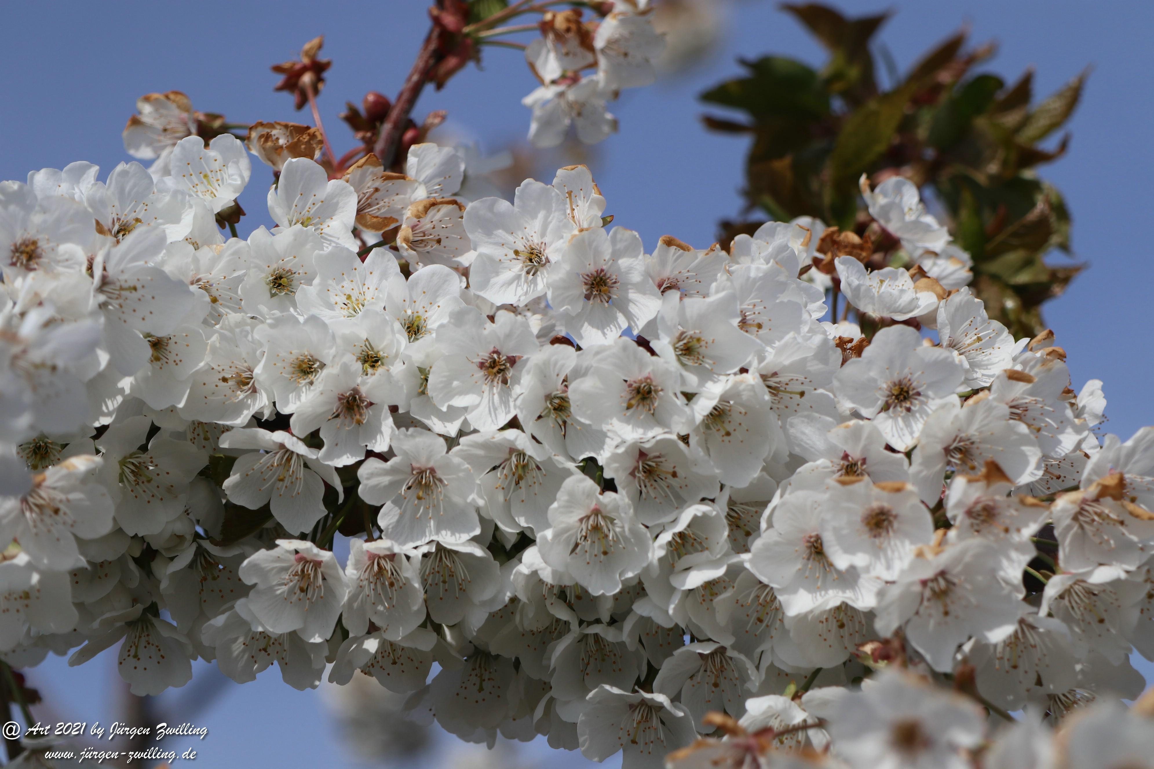 Kirschbaumblüte 15 