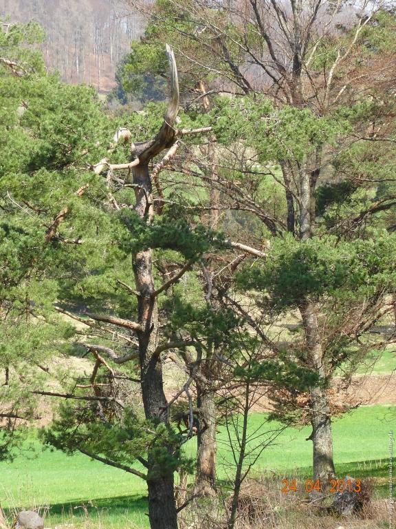 Philosophische Bildwanderung Traufgang-Schlossfelsenpfad