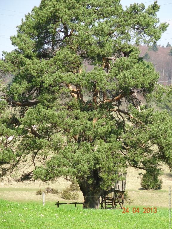 Philosophische Bildwanderung Traufgang-Schlossfelsenpfad