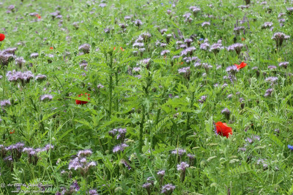 Philosophische Bildwanderung von Bad Kreuznach nach Bad Münster am Stein - Nahetal - Rheinhessen