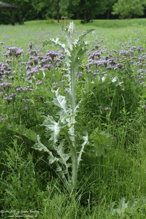 Philosophische Bildwanderung von Bad Kreuznach nach Bad Münster am Stein - Nahetal - Rheinhessen