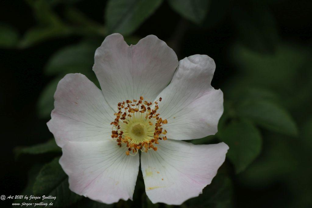 Philosophische Bildwanderung von Bad Kreuznach nach Bad Münster am Stein - Nahetal - Rheinhessen
