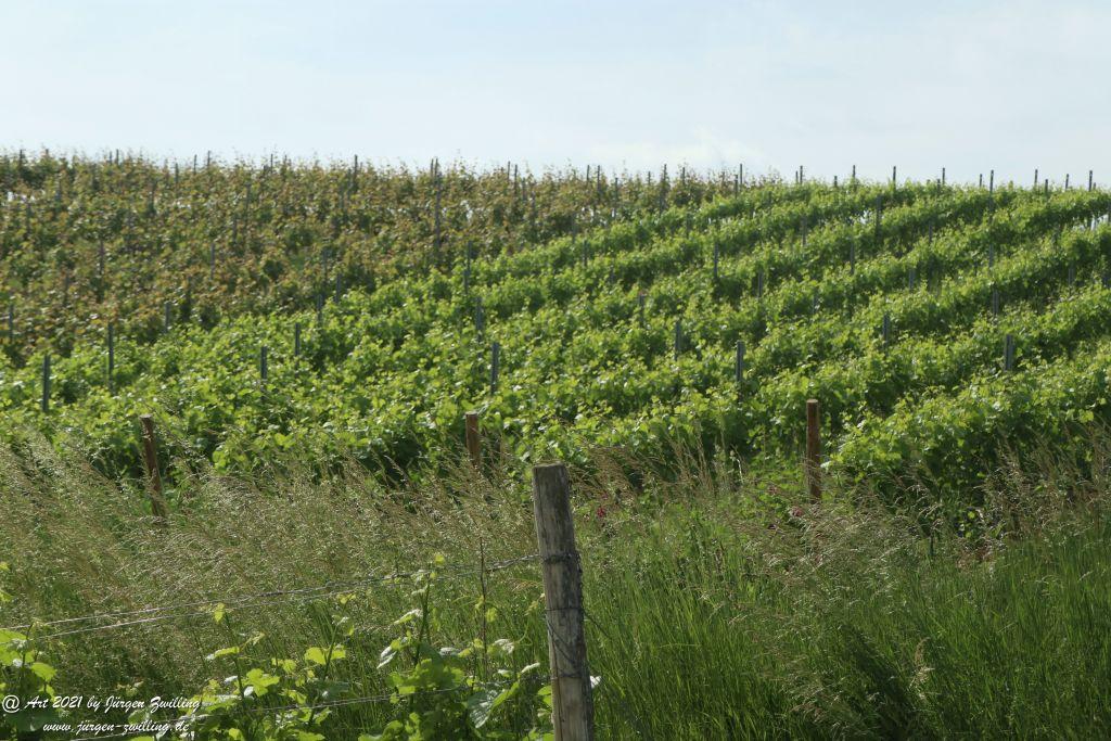 Juni - Weinberge - Hackenheim - Rheinhessen