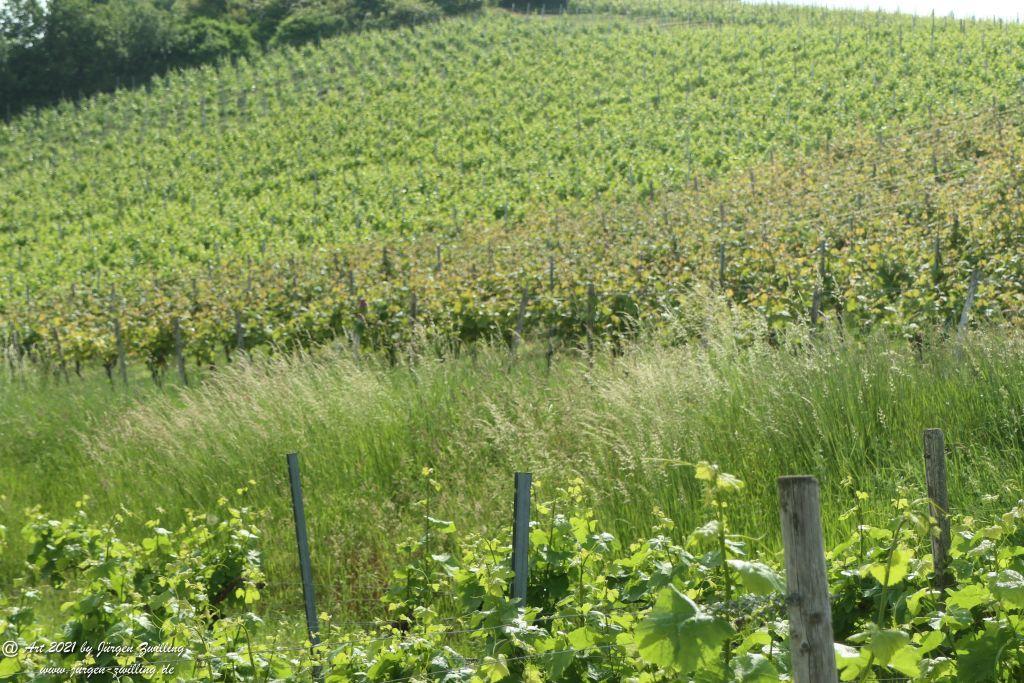 Juni - Weinberge - Hackenheim - Rheinhessen