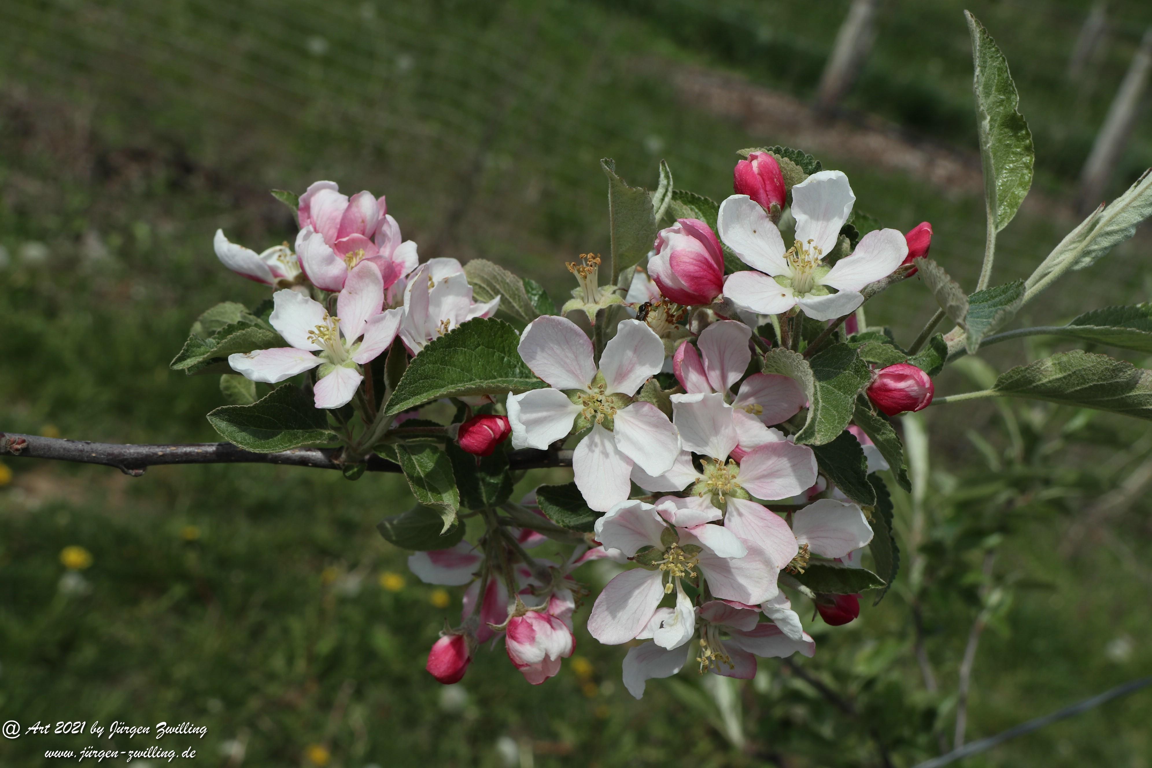 Apfelbaumblüte 2