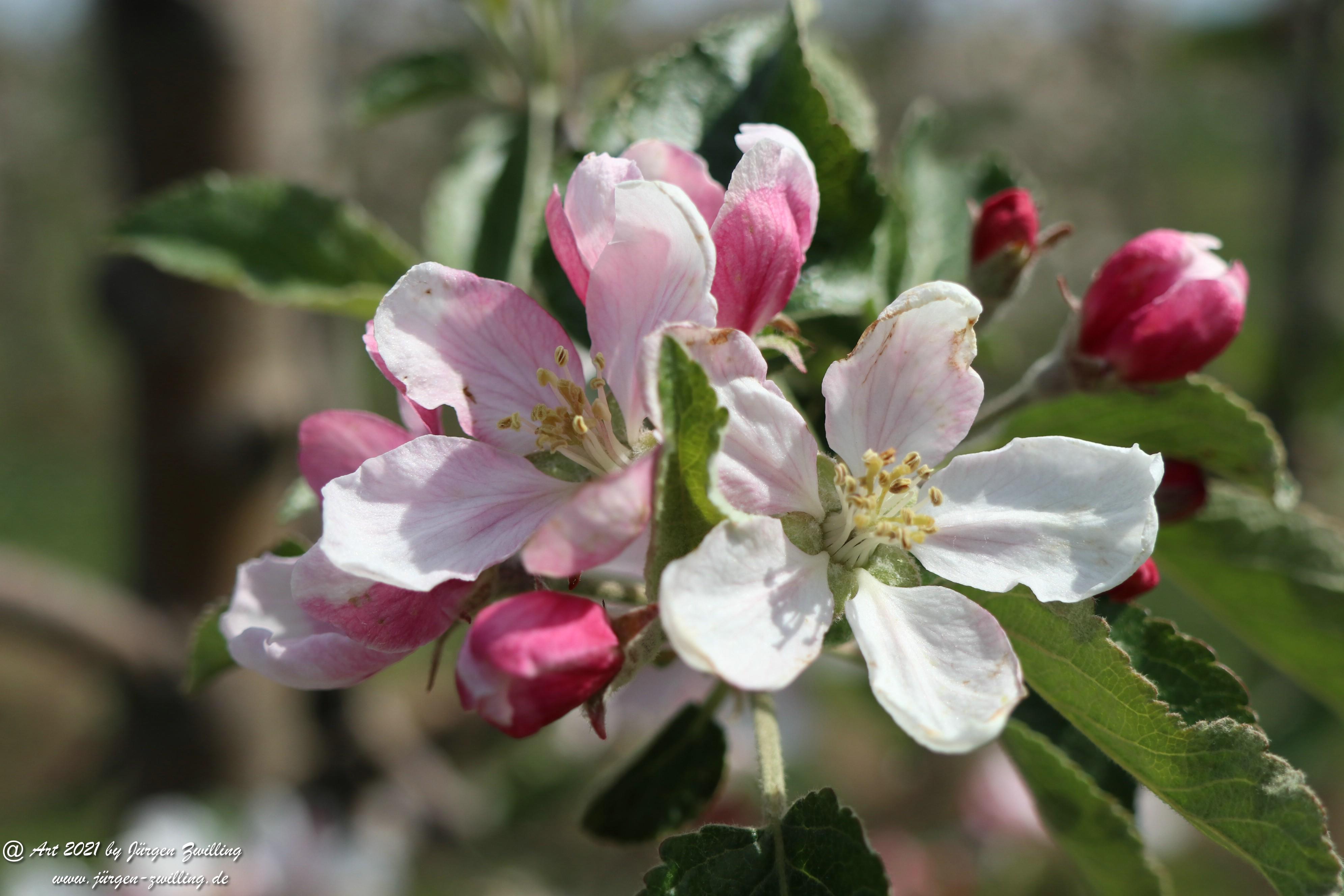 Apfelbaumblüte 8