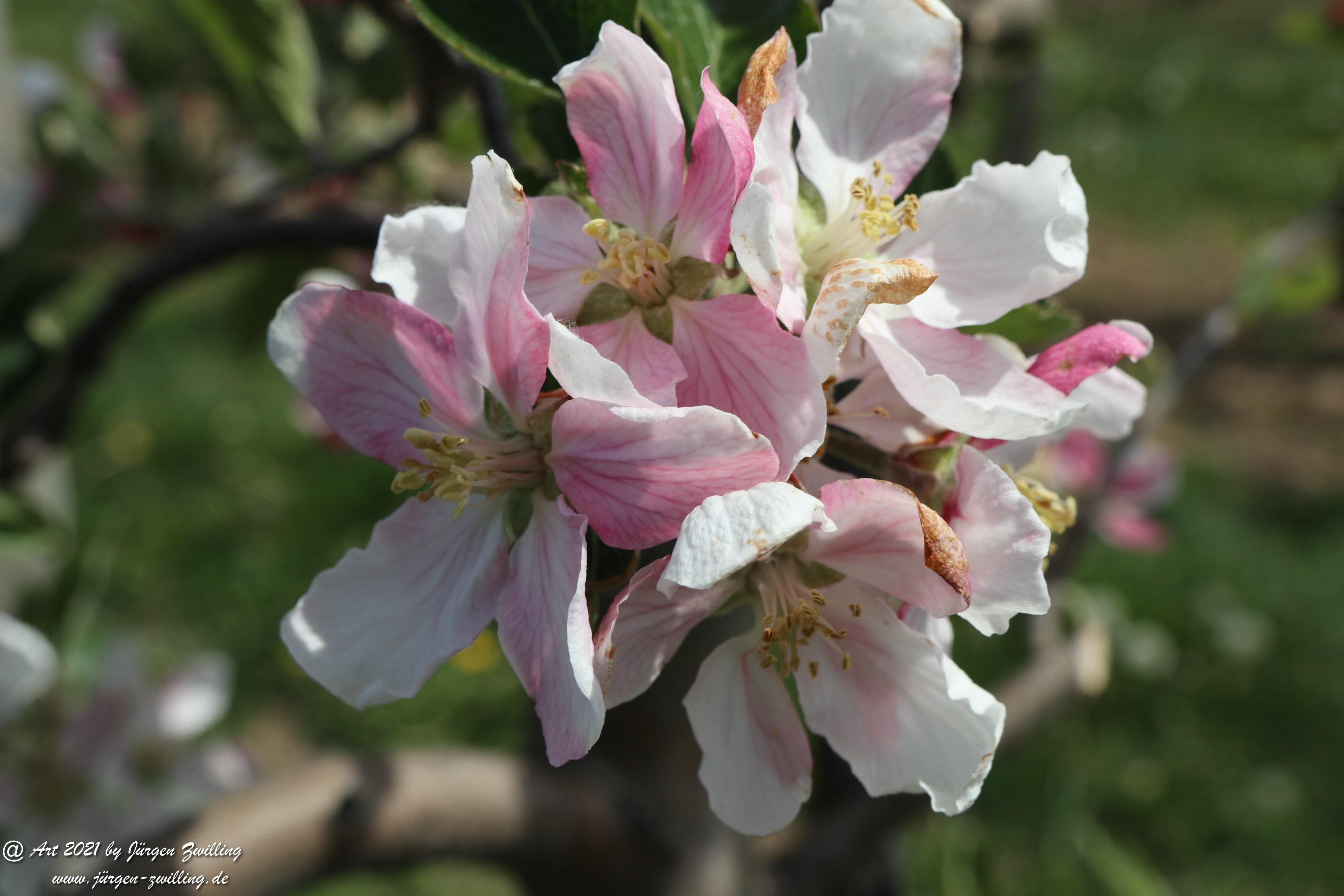 Apfelbaumblüte 9