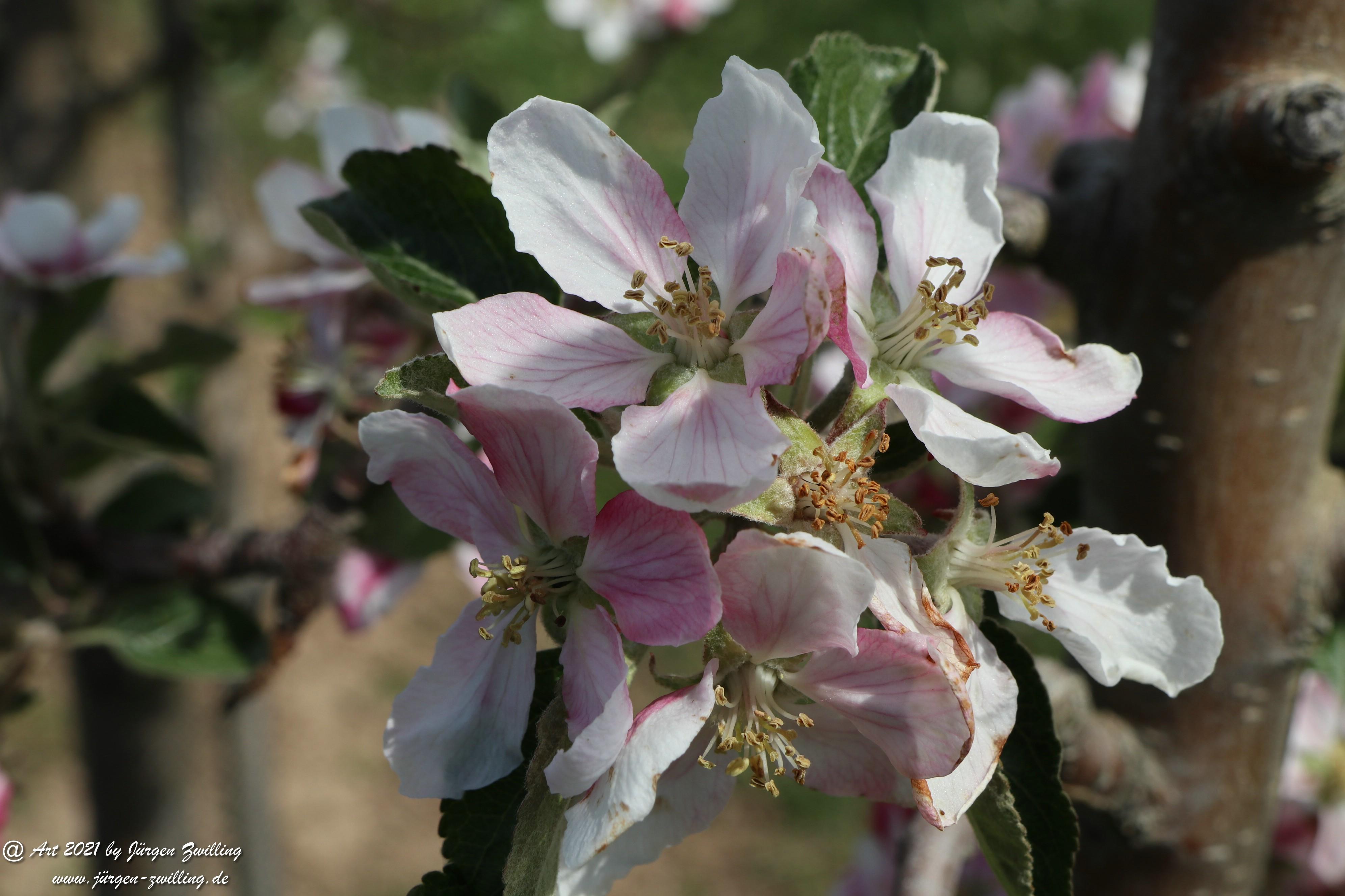 Apfelbaumblüte 11 