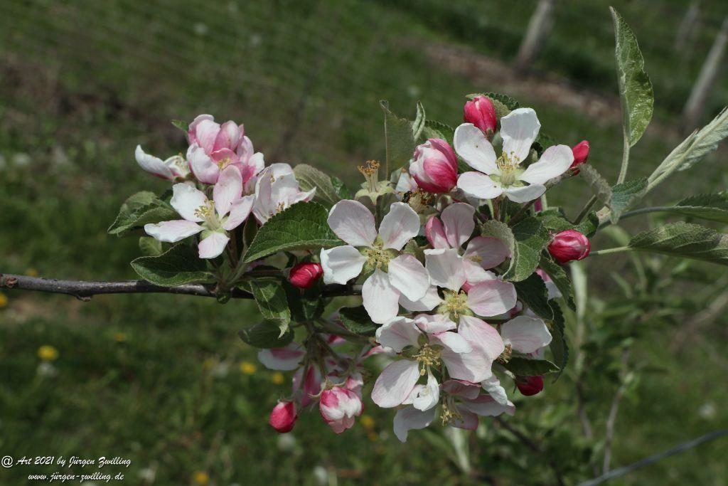 Apfelbaumblüte - Mainz Finthen - Rheinhessen