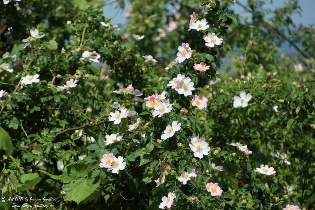 Kirchberg in Hackenheim zum Gasthaus Spreitel und zurück