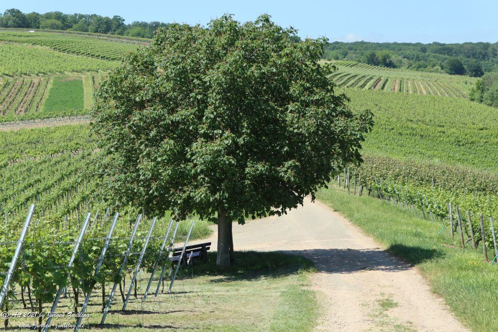Kirchberg in Hackenheim zum Gasthaus Spreitel und zurück