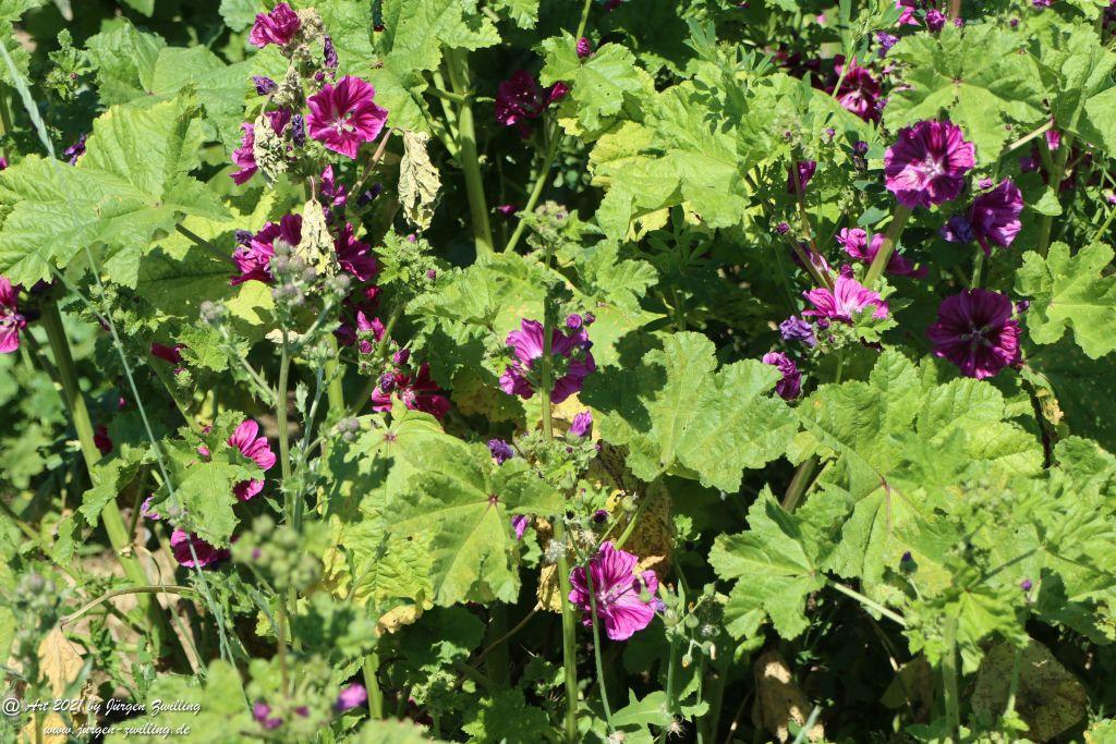 Kirchberg in Hackenheim zum Gasthaus Spreitel und zurück