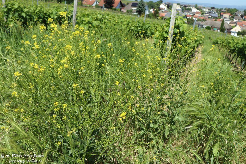 Kirchberg in Hackenheim zum Gasthaus Spreitel und zurück