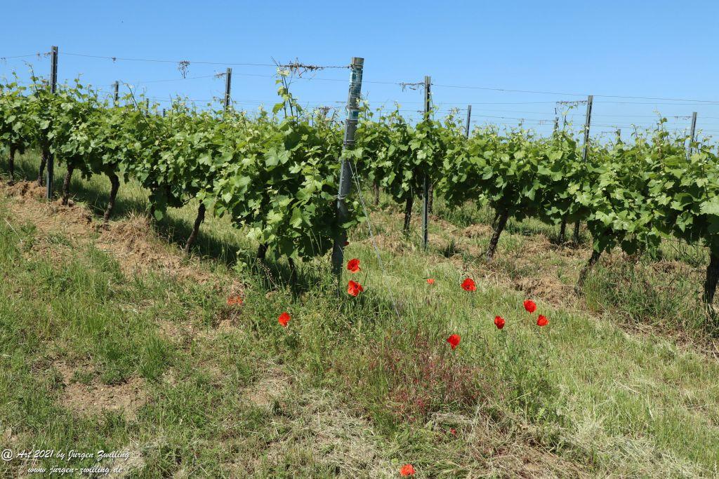 Kirchberg in Hackenheim zum Gasthaus Spreitel und zurück