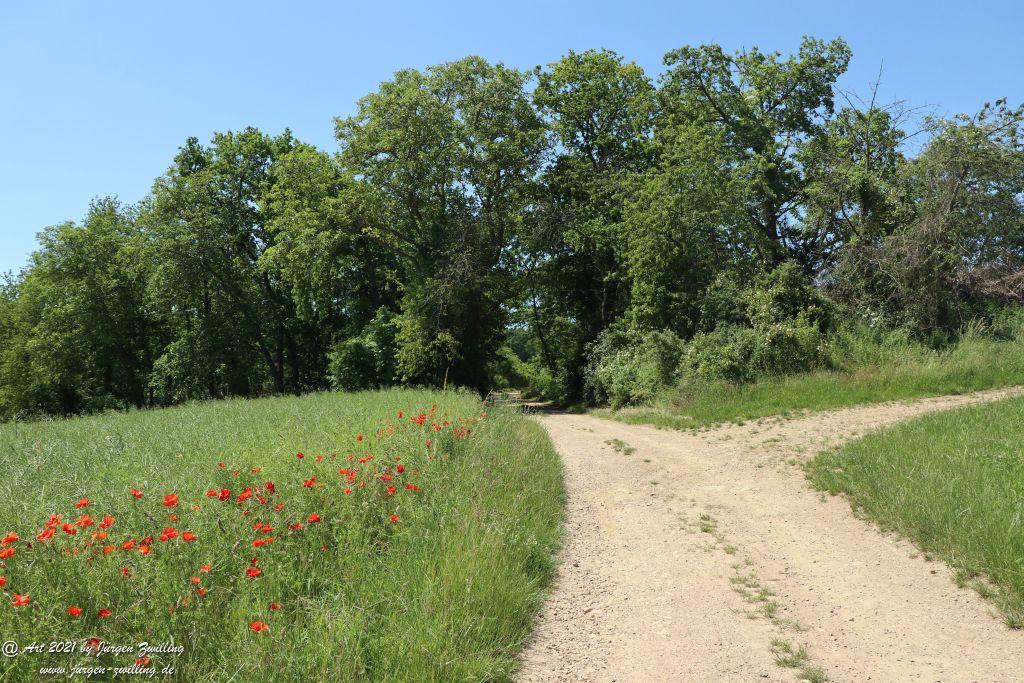 Kirchberg in Hackenheim zum Gasthaus Spreitel und zurück