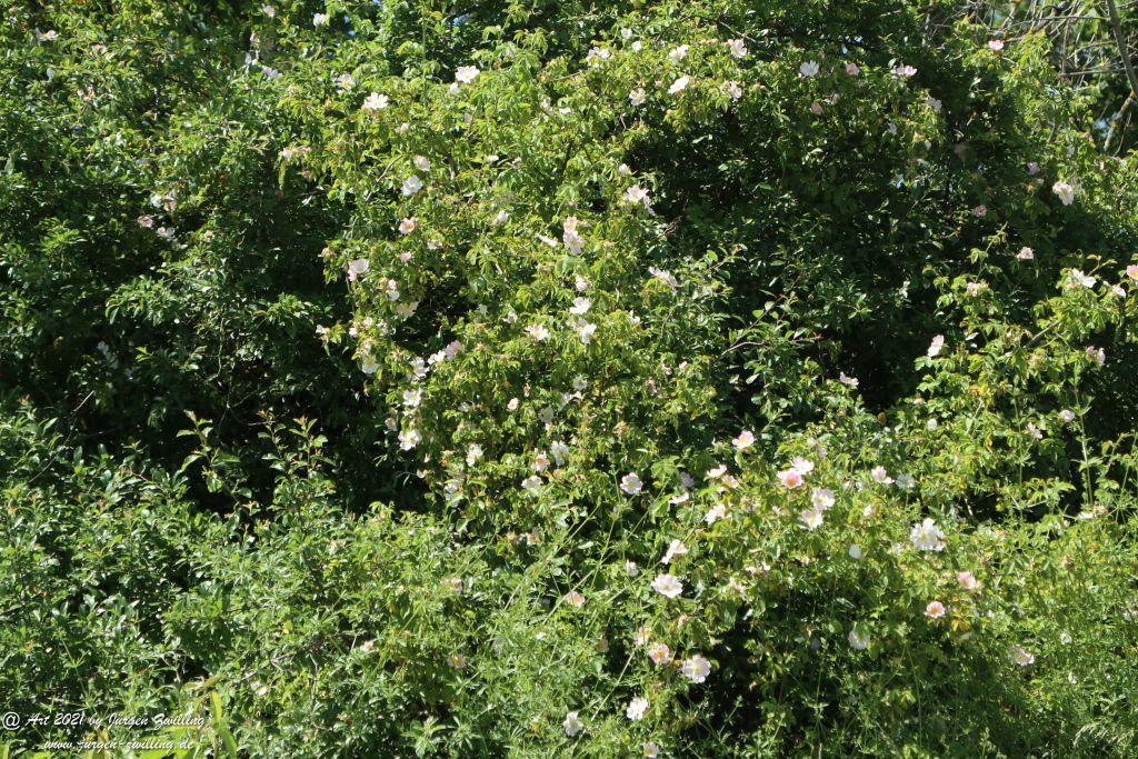Kirchberg in Hackenheim zum Gasthaus Spreitel und zurück