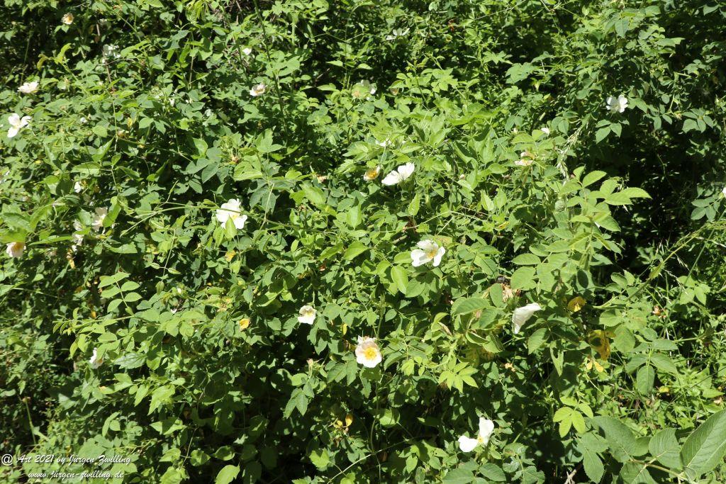 Kirchberg in Hackenheim zum Gasthaus Spreitel und zurück