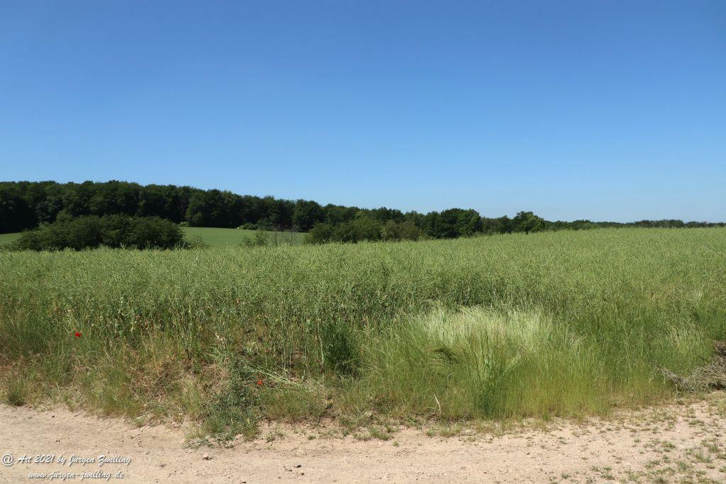 Kirchberg in Hackenheim zum Gasthaus Spreitel und zurück