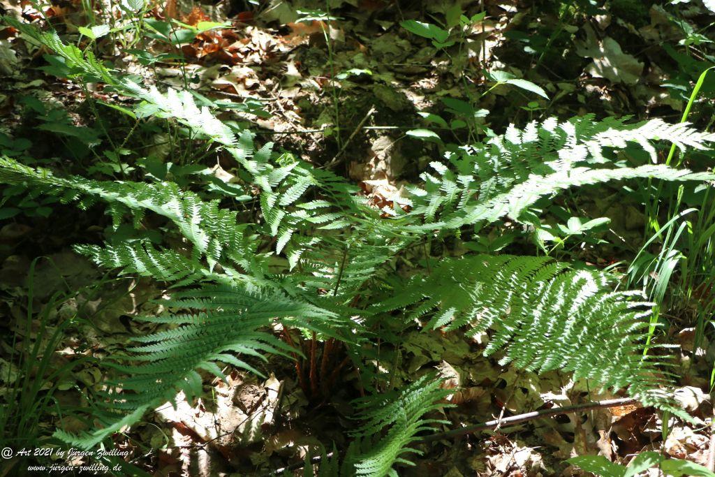 Kirchberg in Hackenheim zum Gasthaus Spreitel und zurück