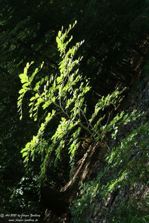 Kirchberg in Hackenheim zum Gasthaus Spreitel und zurück