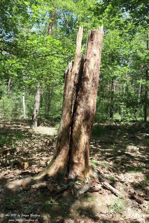 Kirchberg in Hackenheim zum Gasthaus Spreitel und zurück