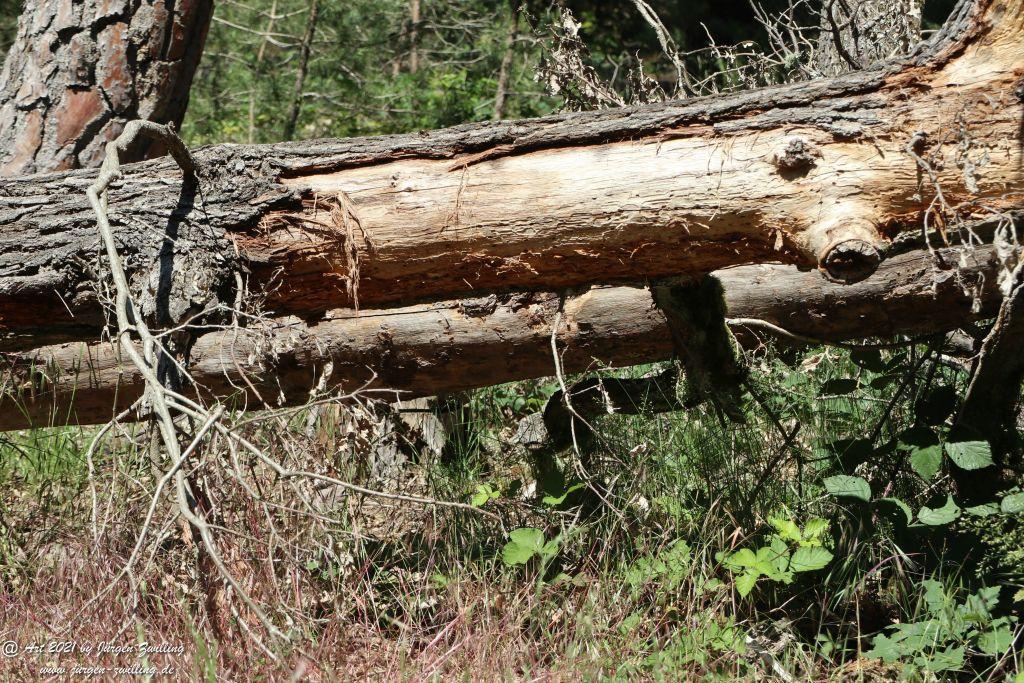Kirchberg in Hackenheim zum Gasthaus Spreitel und zurück