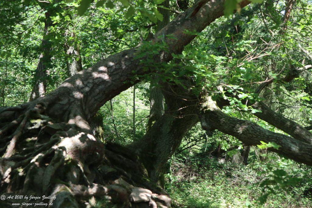 Kirchberg in Hackenheim zum Gasthaus Spreitel und zurück