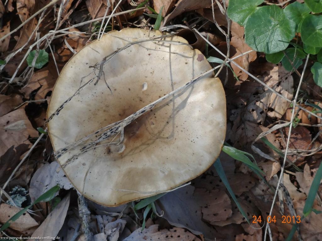 Philosophische Bildwanderung Traufgang-Schlossfelsenpfad