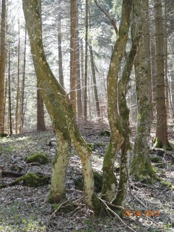Philosophische Bildwanderung Traufgang-Schlossfelsenpfad