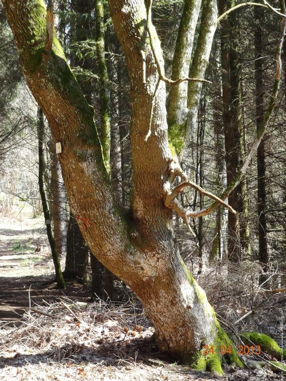 Philosophische Bildwanderung Traufgang-Schlossfelsenpfad