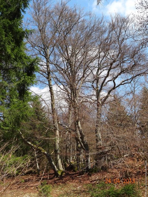 Philosophische Bildwanderung Traufgang-Schlossfelsenpfad