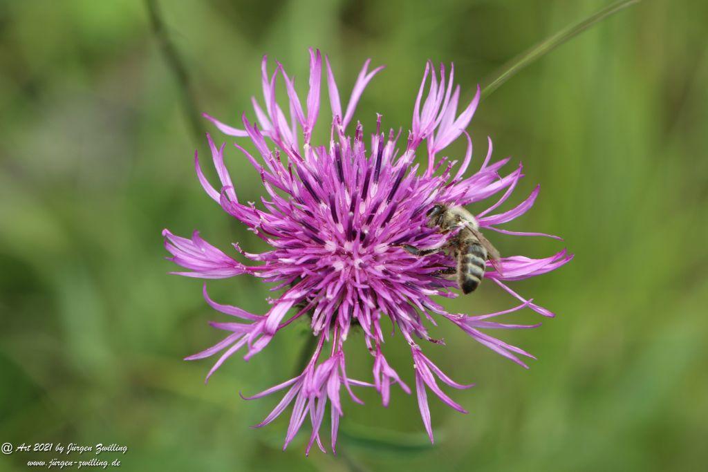 Philosophische Bildwanderung Vitaltour Wildgrafenweg - Hochstetten - Dhaun - Naheland - Rheinhessen