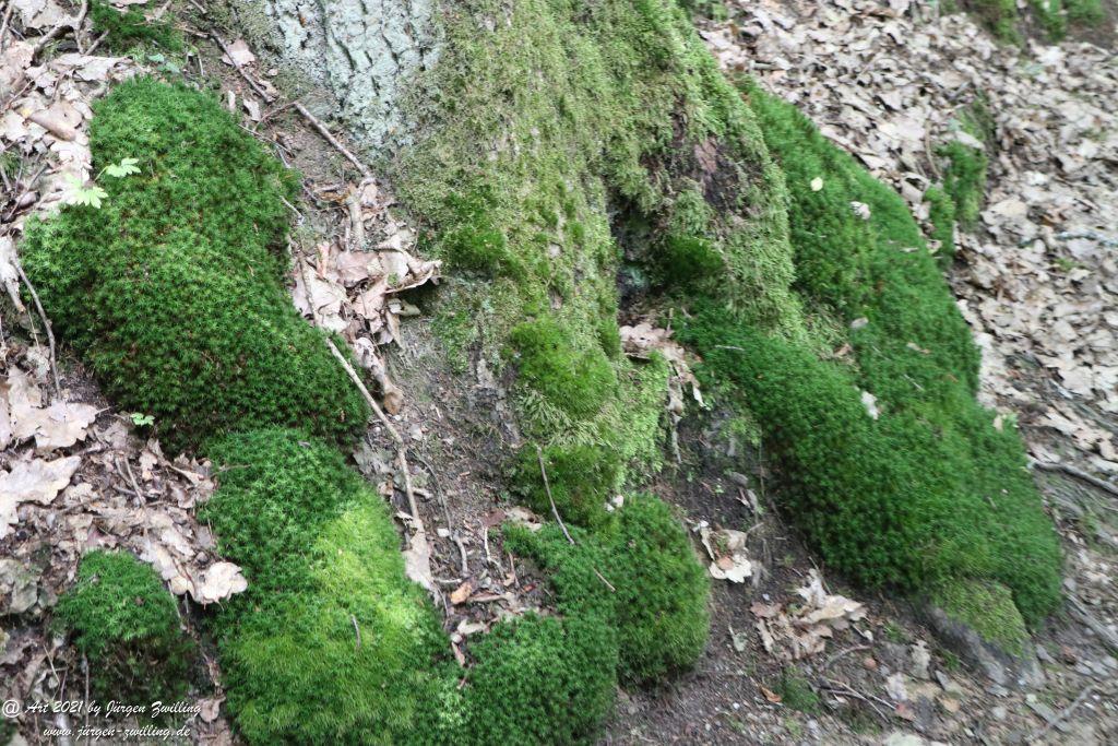 Philosophische Bildwanderung Vitaltour Wildgrafenweg - Hochstetten - Dhaun - Naheland - Rheinhessen