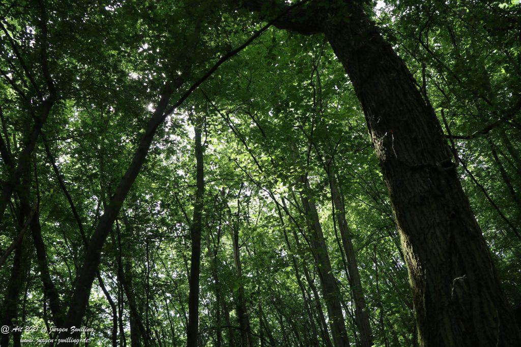 Philosophische Bildwanderung Vitaltour Wildgrafenweg - Hochstetten - Dhaun - Naheland - Rheinhessen