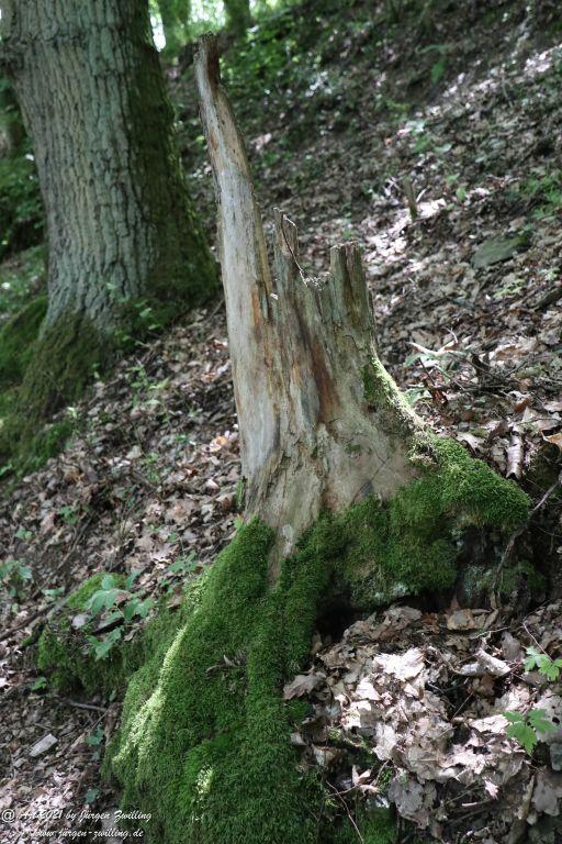 Philosophische Bildwanderung Vitaltour Wildgrafenweg - Hochstetten - Dhaun - Naheland - Rheinhessen