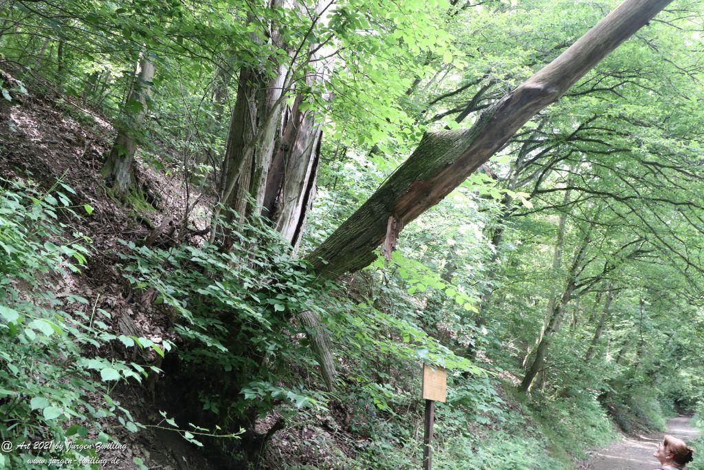 Philosophische Bildwanderung Vitaltour Wildgrafenweg - Hochstetten - Dhaun - Naheland - Rheinhessen