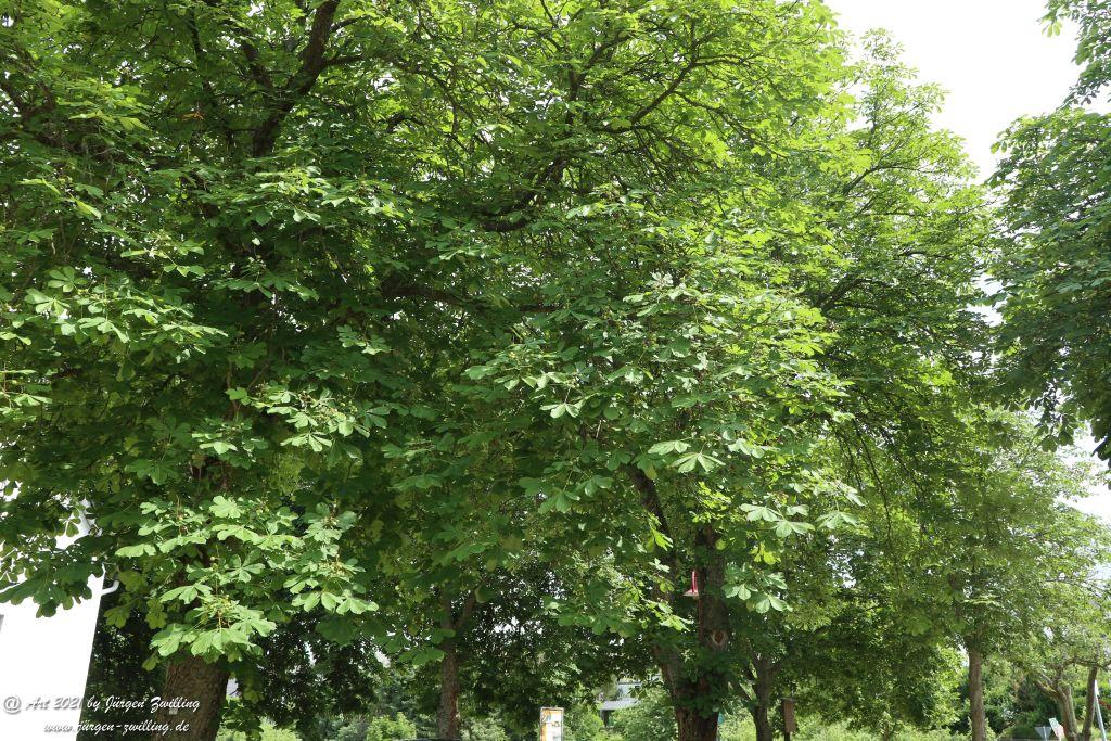 Philosophische Bildwanderung Vitaltour Wildgrafenweg - Hochstetten - Dhaun - Naheland - Rheinhessen