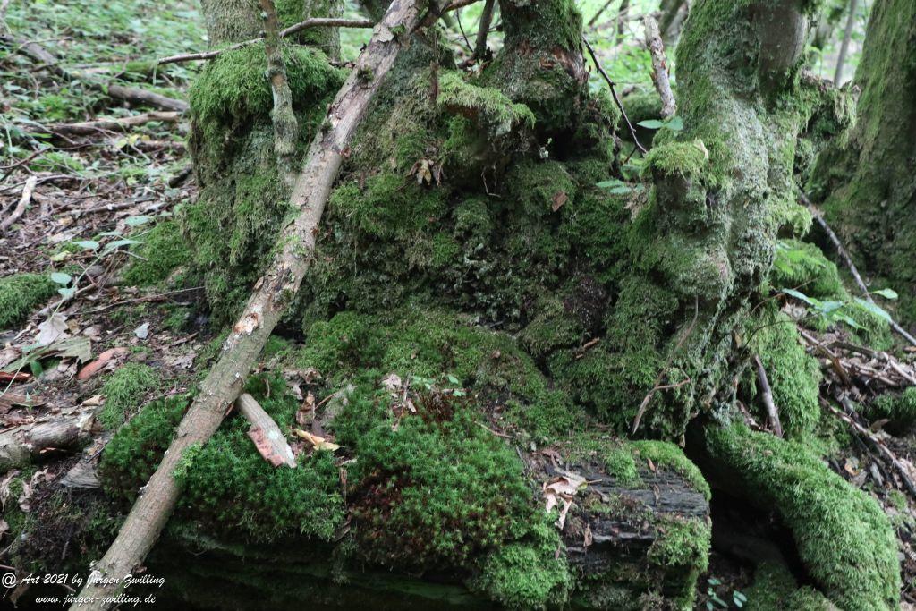 Philosophische Bildwanderung Vitaltour Wildgrafenweg - Hochstetten - Dhaun - Naheland - Rheinhessen