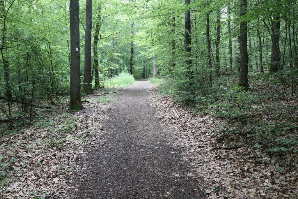 Philosophische Bildwanderung Vitaltour Wildgrafenweg - Hochstetten - Dhaun - Naheland - Rheinhessen