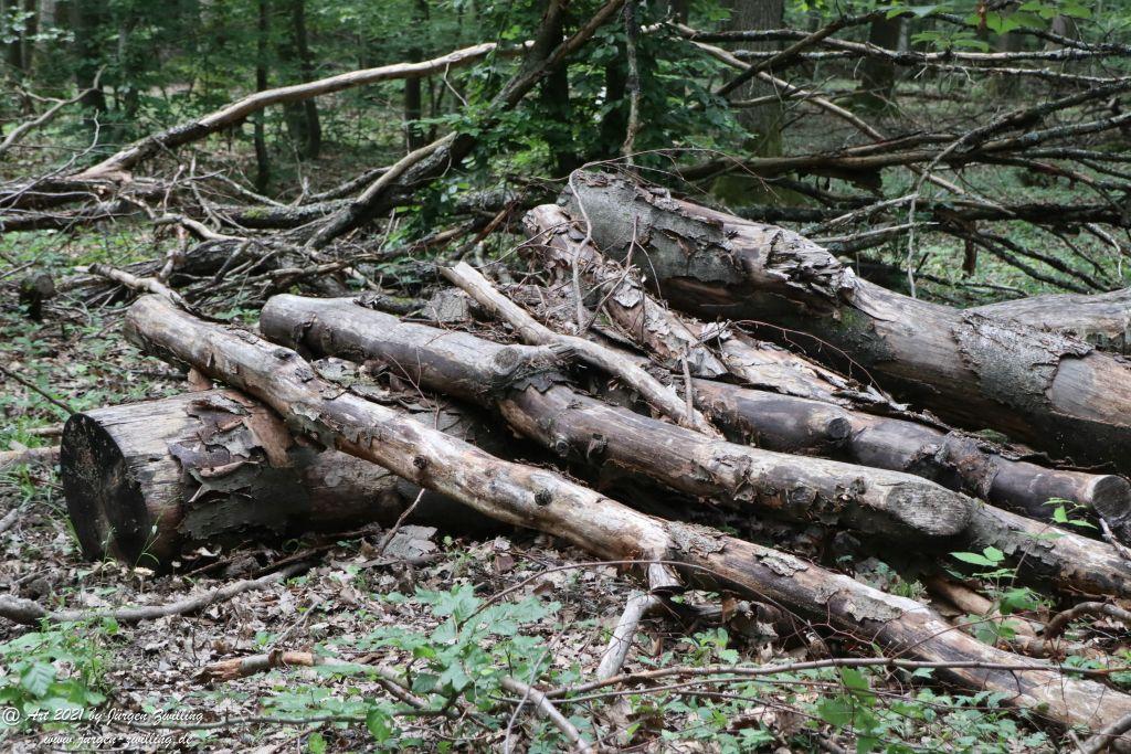 Philosophische Bildwanderung Vitaltour Wildgrafenweg - Hochstetten - Dhaun - Naheland - Rheinhessen