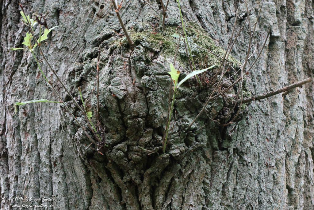 Philosophische Bildwanderung Vitaltour Wildgrafenweg - Hochstetten - Dhaun - Naheland - Rheinhessen