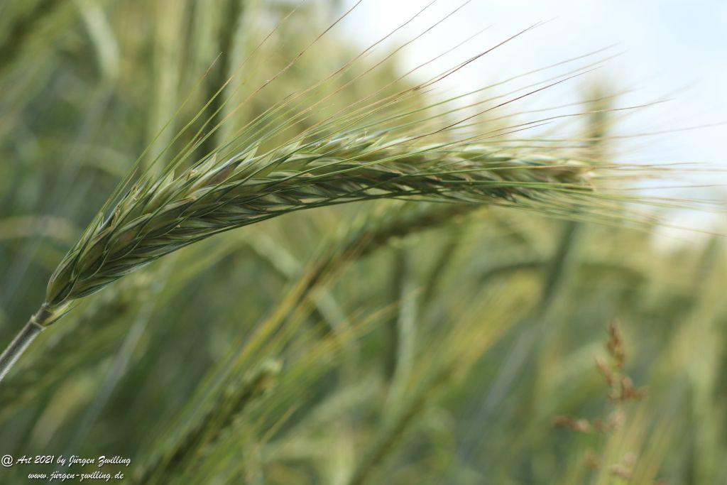 Philosophische Bildwanderung Vitaltour Wildgrafenweg - Hochstetten - Dhaun - Naheland - Rheinhessen